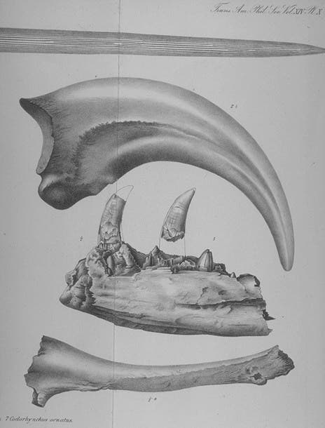 Natural size ungueal phalange and humerus of Laelaps aquilunguis. This work is part of the Library Collections, but it was NOT on exhibit. Image source: Cope, Edward D. "Synopsis of the extinct batrachia, reptilia and aves of North America," in: Transactions of the American Philosophical Society, New series, vol. 14 (1871), pl. 10.