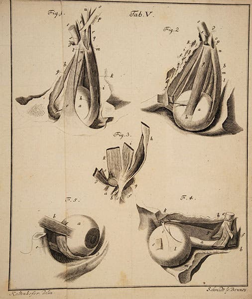 Muscles of the eye, engraving of drawing by Joel Paul Kaltenhofer, in Gottfried Zinn, Descriptio anatomica oculi humani, plate 5, 1755, Wellcome Collection (wellcomecollection.org)