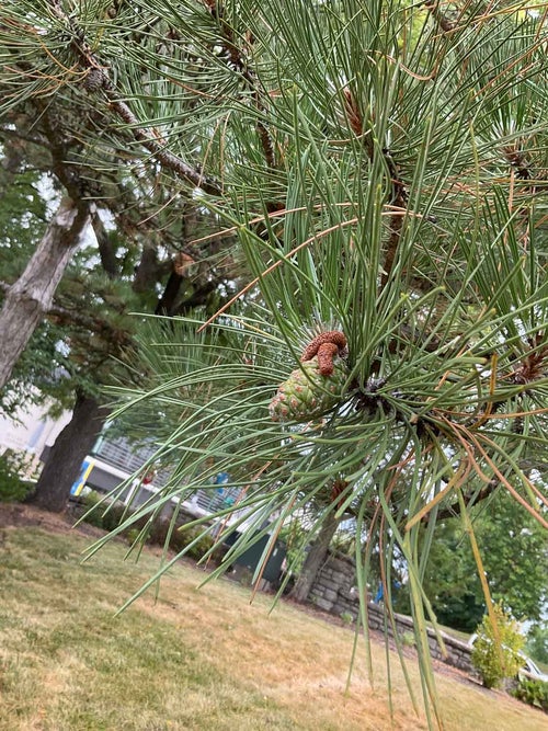 Austrian Pine cone