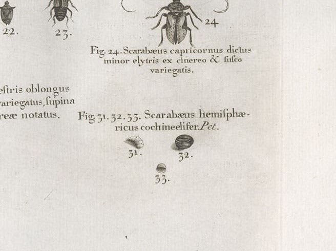 Detail of eighth image, showing several cochineal insects, figs 31-33, detail of an engraving in A Natural History of Jamaica, by Hans Sloane, vol. 2, plate 237, 1707-25 (Linda Hall Library)