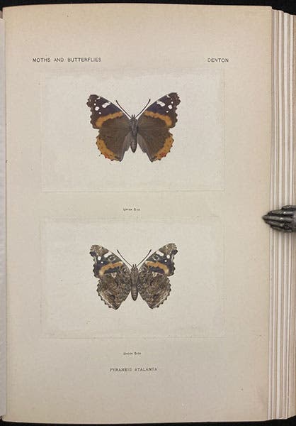 Red Admiral butterfly, front and back, two nature prints on one plate, in As Nature Shows Them: Moths and Butterflies of the United States, by Sherman Foote Denton, vol. 2, 1900 (Linda Hall Library)