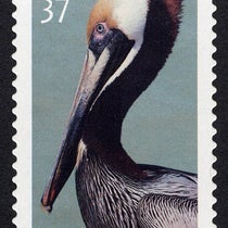 U.S. Postal Service 37c stamp, issued in 2003, commemorating the centennial of the designation of Pelican Island as the first National Wildlife Refuge on Mar. 14, 1903 (postalmuseum.si.edu)