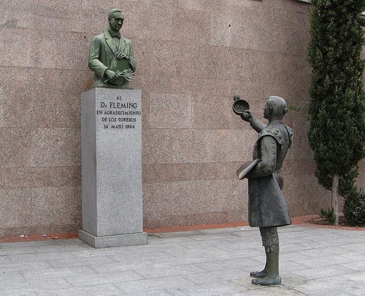 Statue of Alexander Fleming in Madrid, being honored by bullfighters, who were grateful for penicillin, recent photograph (atlasobscura.com)