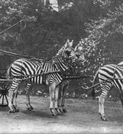 Walter Rothschild riding a carriage pulled by four Burchell’s zebras, period photograph (Wikimedia commons)