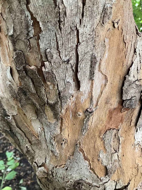 Japanese Cornel Dogwood bark