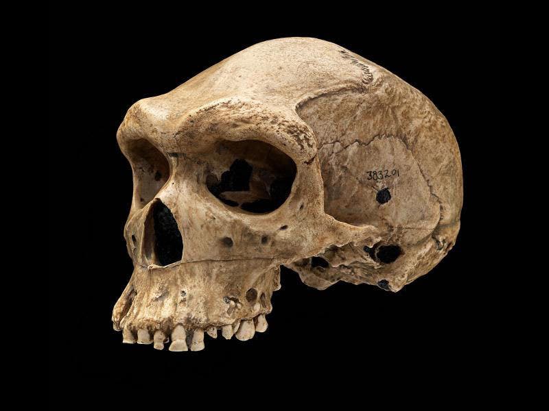 Rhodesian man skull, now known as Kabwe 1 or the Broken Hill skull, the first specimen of Homo heidelbergenis discovered in Africa, described by Arthur Smith Woodward in 1921, and now in the Natural History Museum, London (humanorigins.si.edu)
