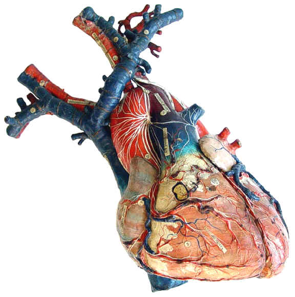 A papier-mâché model of a human heart, made by the Auzoux firm, offered for sale (antiquescientifica.com)