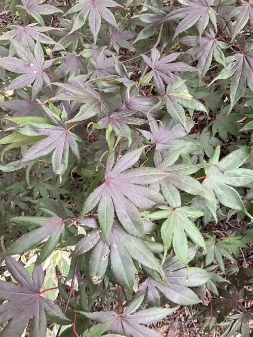 Japanese Maple leaf