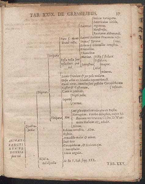 Page describing the coati and other quadrupeds in Ole Worm’s museum, Synopsis methodica rariorum in Musaeo ... Olai Wormii, by Georg Seger, p. 37, 1653 (Linda Hall Library)