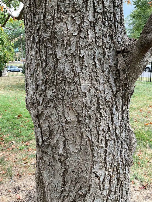 Ohio Buckeye bark