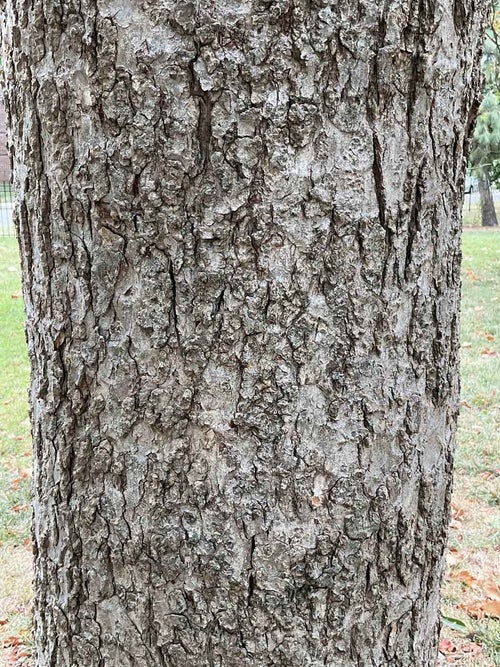 Ohio Buckeye bark