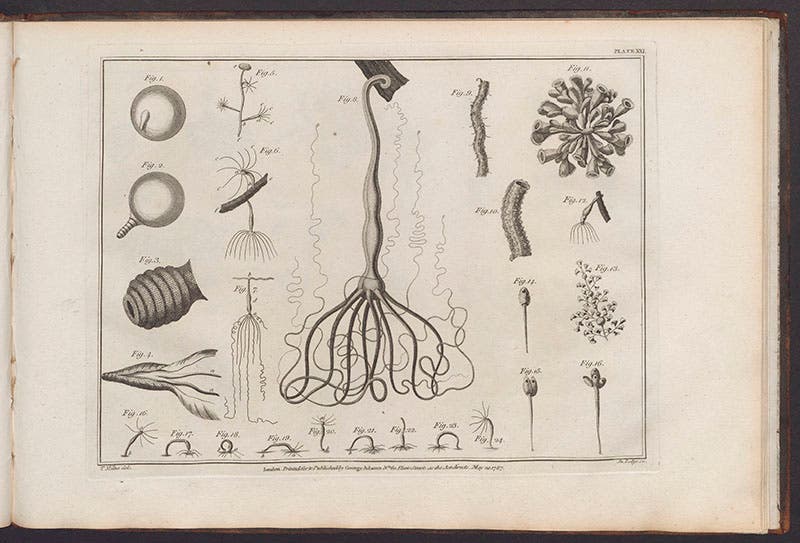 A hydra and other microscopic organisms, from George Adams, Jr., Essays on the Microscope, 1787 (Linda Hall Library)
