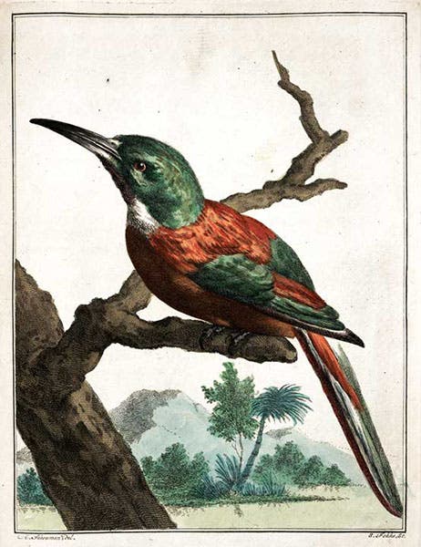 Hummingbird from Guiana, hand-colored engraving, in Arnout Vosmaer, Description d'un receuil exquis d'animaux rares, 1804 (Linda Hall Library)