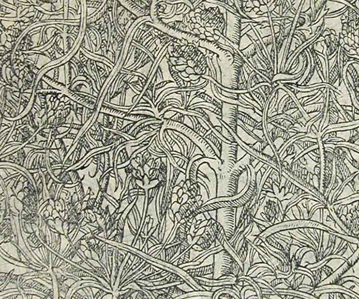 Detail of sixth image, woodcut of psyllium plant (Linda Hall Library)