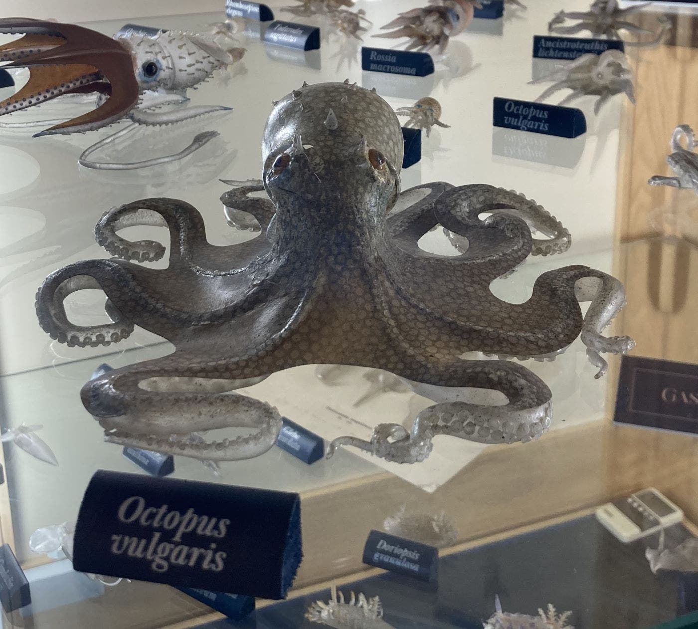 Octopus vulgaris, common octopus, fashioned in glass by Leopold and Rudolf Blaschka, ca 1885, Museum of the Earth, Cornell University (photo by the author)