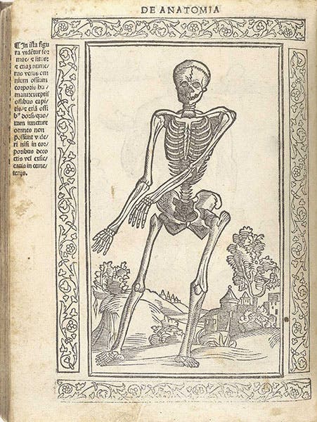 Human skeleton, woodcut, Jacopo Berengario da Carpi, Isagogae breues, 1523, National Library of Medicine (nlm.nih.gov)