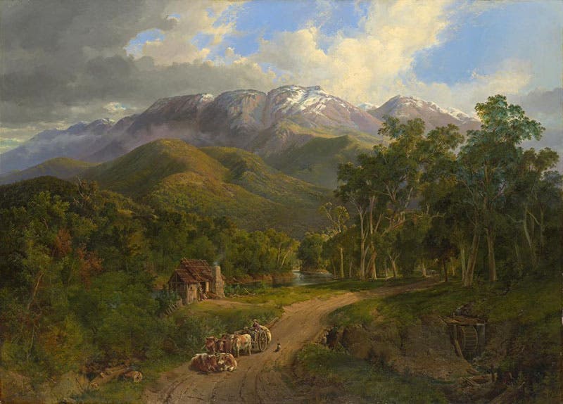 Buffalo Ranges, oil on canvas, by Nicholas Chevalier, 1864, National Gallery of Victoria (ngv.vic.gov.au)