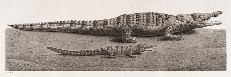 Nile crocodile, Description de l’Égypte, 1809-28 (Linda Hall Library)
