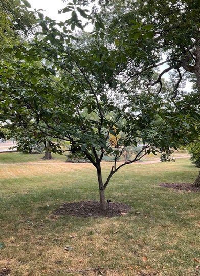 Umbrella-tree Magnolia summer