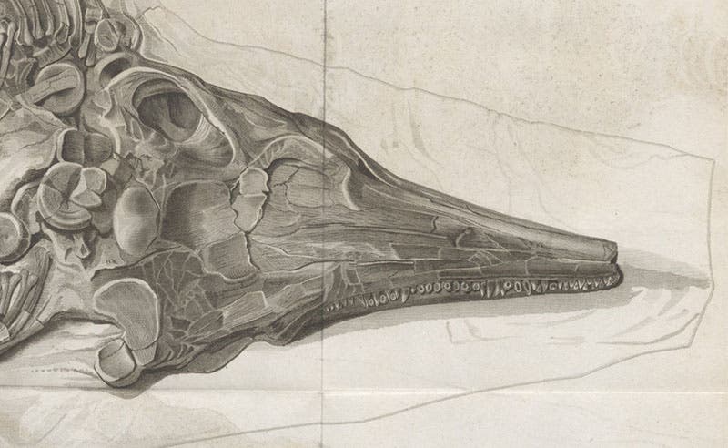 Detail of first image, showing the skull of [Proteosaurus], as drawn by William Clift and engraved by James Basire II (Linda Hall Library)