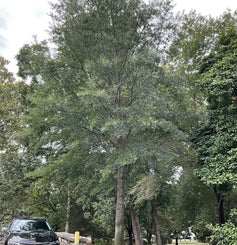 Willow Oak summer