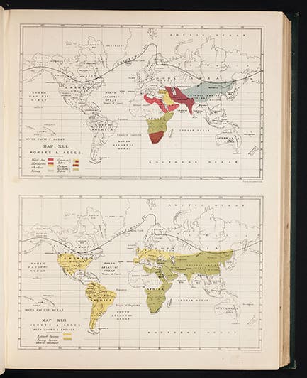 Map of the distribution of living horses and asses (<i>top</i>) and extinct and living equines (<i>bottom</i>), Murray, <i>Geographical Distribution of Mammals</i>, 1866 (Linda Hall Library)