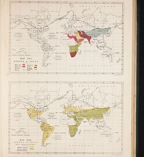 Map of the distribution of living horses and asses (<i>top</i>) and extinct and living equines (<i>bottom</i>), Murray, <i>Geographical Distribution of Mammals</i>, 1866 (Linda Hall Library)