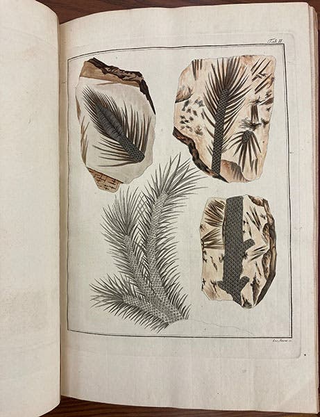 Fossil cypress-like plants, hand-colored engraving, Kaspar Maria von Sternberg, Versuch der Flora der Vorwelt, 1820 (Linda Hall Library)