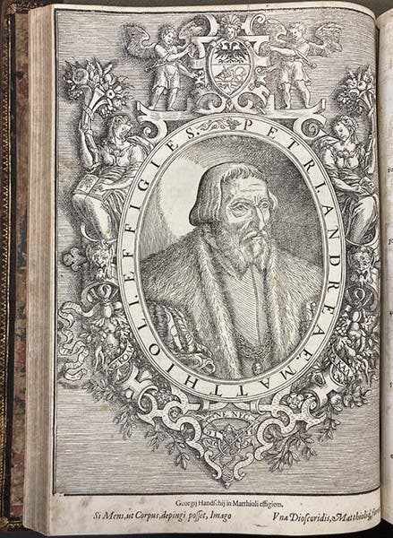 Portrait of Pietro Andrea Mattioli, woodcut frontispiece, in his Commentarii in sex libros Pedacii Dioscoridis Anazarbei De medica materia, 1565 (Linda Hall Library)