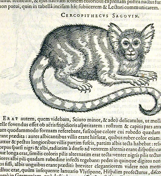 Marmoset (sagoin), a South American monkey, woodcut, Exoticorum libri decem, by Carolus Clusius, p. 372, 1605 (Linda Hall Library)