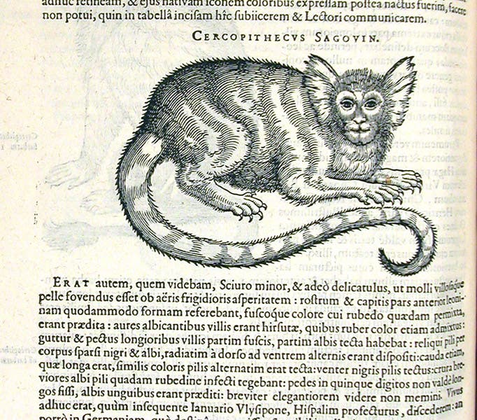 Marmoset (sagoin), a South American monkey, woodcut, Exoticorum libri decem, by Carolus Clusius, p. 372, 1605 (Linda Hall Library)