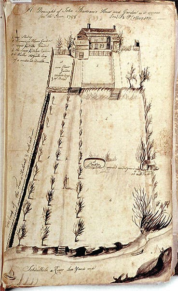 Drawing of John Bartram’s garden, by William Bartram, ink on paper, 1758, Bartram’s Garden, Philadelphia (penn.museum)