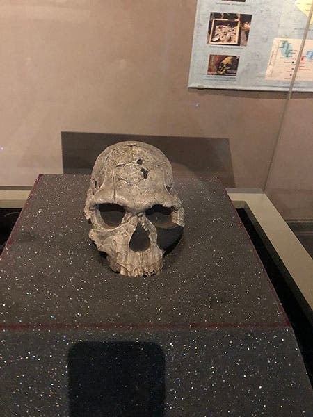 KNM-ER 1813, Homo habilis skull, found 1973, said to be the original, Nairobi National Museum (Wikimedia commons)