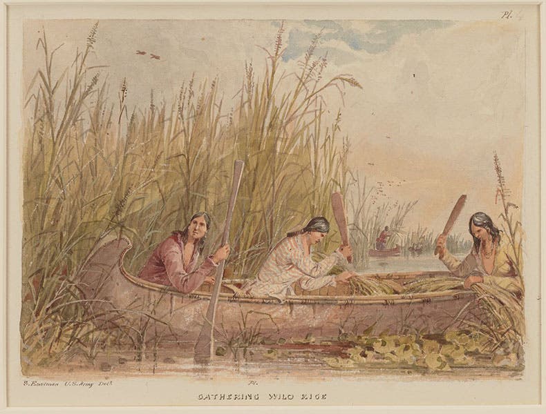 Gathering Wild Rice, original watercolor by Seth Eastman, ca 1850, used for an engraving (first image) in Henry Schoolcraft’s Indian Tribes in the United States, now in the Minneapolis Institute of Art (collections.artsmia.org)
