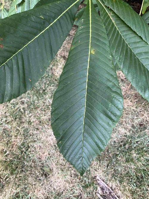 Red Horsechestnut leaf