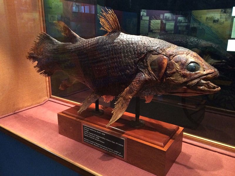 The original coelacanth captured in 1938 and preserved by Marjorie Courtenay-Latimer, now in the East London Museum, RSA, modern photograph (Jessica Glass on wordpress.com)