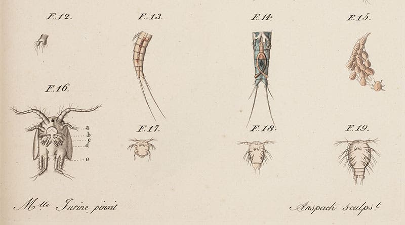 Three larval stages of Monoculus staphylinus (figs. 17-19), previously thought to be separate adult organisms, from Louis Jurine, Histoire des monocles, 1820 (Linda Hall Library)