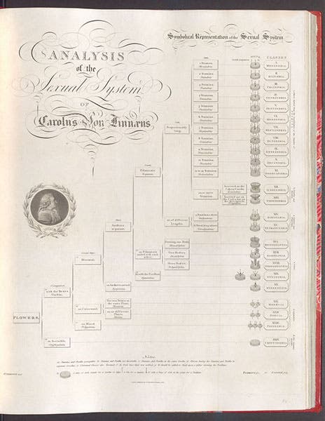 “Analysis of the Sexual System of Carolus von Linnaeus,” engraving after original chart by John Thornton, in his New Illustration of the Sexual System of Carolus von Linnaeus, 1807 (Linda Hall Library)