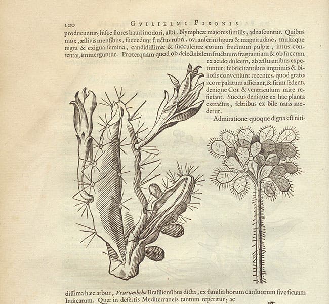 Prickly pear plant in Brazil, woodcut accompanying text by Willem Piso, in Historia naturalis Brasiliae, ed. by Johannes De Laet, 1648 (Linda Hall Library)