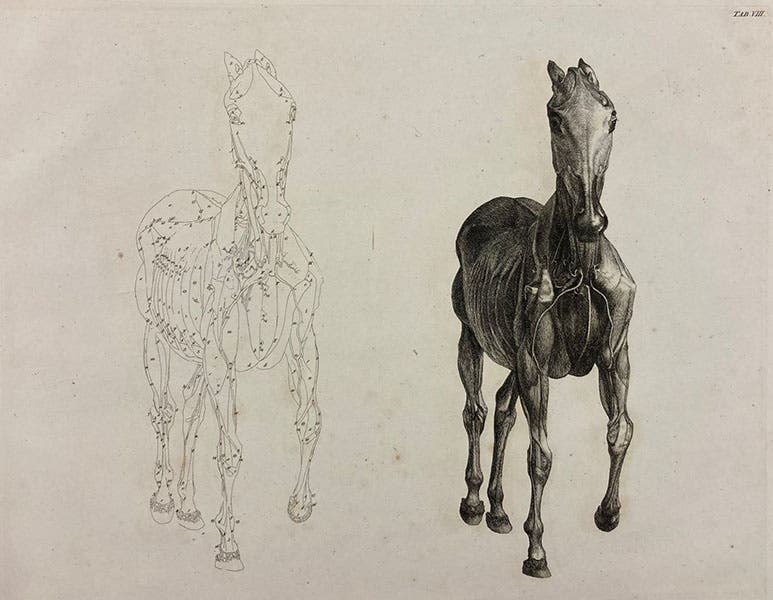 Partially muscled horse, with key, etching by George Stubbs, The Anatomy of the Horse, plate 8, 1766 (Linda Hall Library)