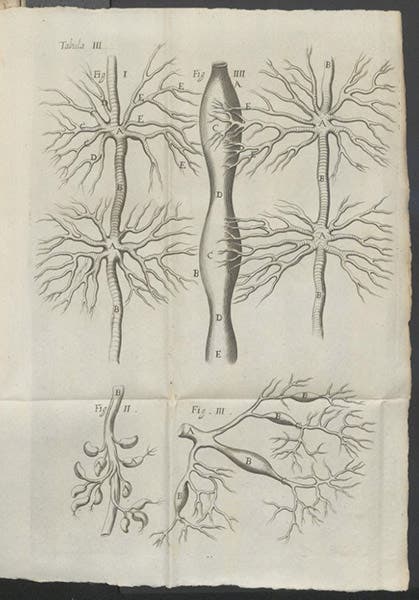 Circulatory system of the silkworm, engraving, Marcello Malpighi, De bombyce, 1669 (Linda Hall Library)