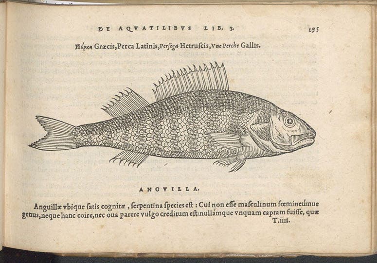 Perch, woodcut in De aquatilibus, by Pierre Belon, 1553 (Linda Hall Library)