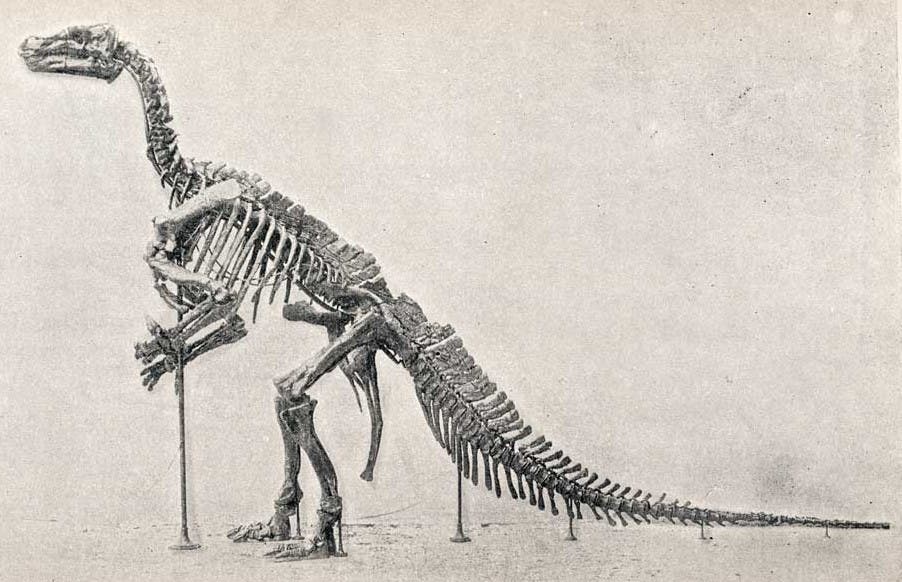 Iguanodon cast. This work is part of our History of Science Collection, but it was NOT included in the original exhibition. Image source: Woodward, Henry. "Note on the reconstruction of Iguanodon in the British Museum (Natural History), Cromwell Road," in: Geological Magazine, series 4, vol. 2 (1895), pp. 288-289, pl. 10.