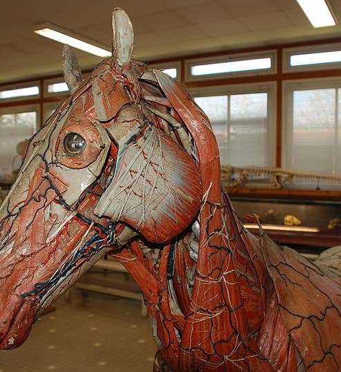 Head of a <i>papier-mâché</i> horse model made by the Auzoux firm, in the anatomy museum of the National Veterinary School in Toulouse (Wikimedia commons)