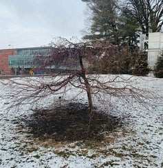 Flowering Crab winter