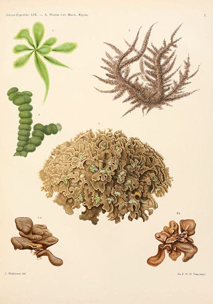 Green marine algae, Anna Weber-van Bosse, Monograph 59a, Siboga-expeditie, 1913 (Biodiversity Heritage Library)