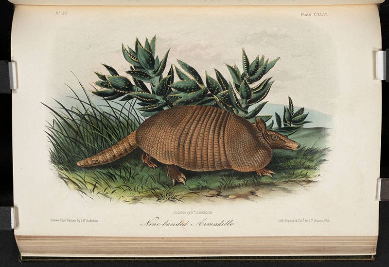Nine-banded armadillo, John James Audubon, Quadrupeds of North America, 1849-54 (Linda Hall Library)