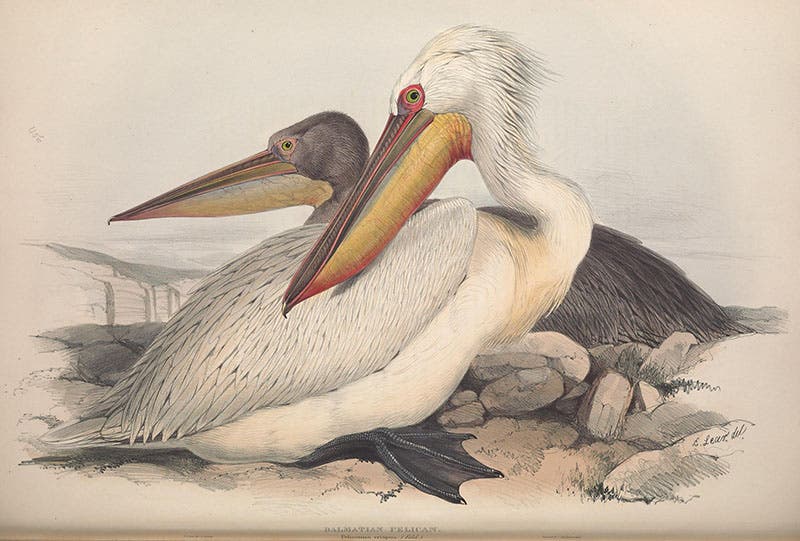 A pair of Dalmatian pelicans, by Edward Lear, hand-colored lithograph for John and Elizabeth Gould, The Birds of Europe, vol. 5, 1837, Smithsonian Libraries copy digitized by Biodiversity Heritage Library (archive.org)