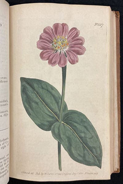 Zinnia elegans, hand-colored engraving, Curtis’s Botanical Magazine, vol. 15, 1801 (Linda Hall Library)