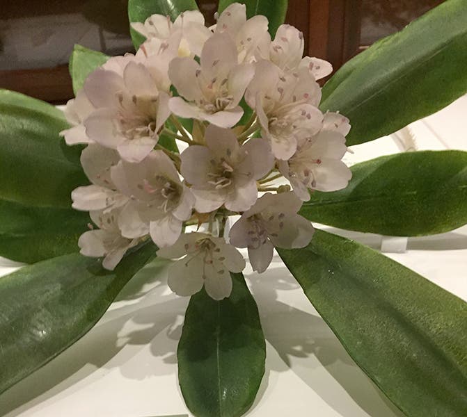 A glass rhododendron on display, crafted by Leopold and Rudolf Blaschka, 1890s, Harvard Museum of Natural History (author’s photo)